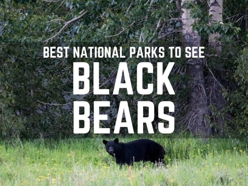 Best National Parks to See Black Bears