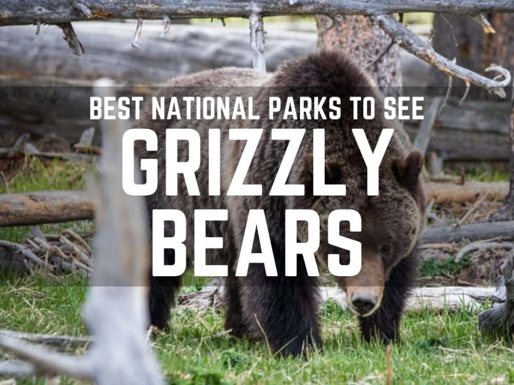 Best National Parks to See Grizzly Bears