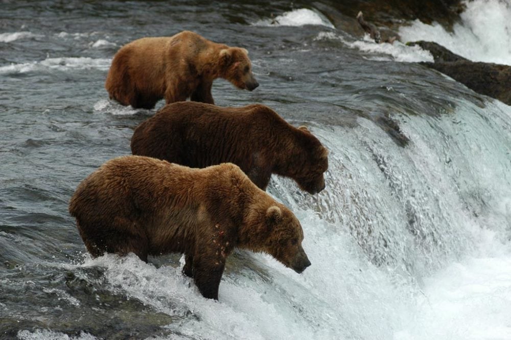 Brown bears fishing at Brooks Falls - Fat Bear Week 2021 Katmai - Image credit NPS