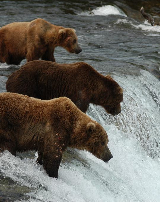 Brown bears fishing at Brooks Falls - Fat Bear Week 2021 Katmai - Image credit NPS