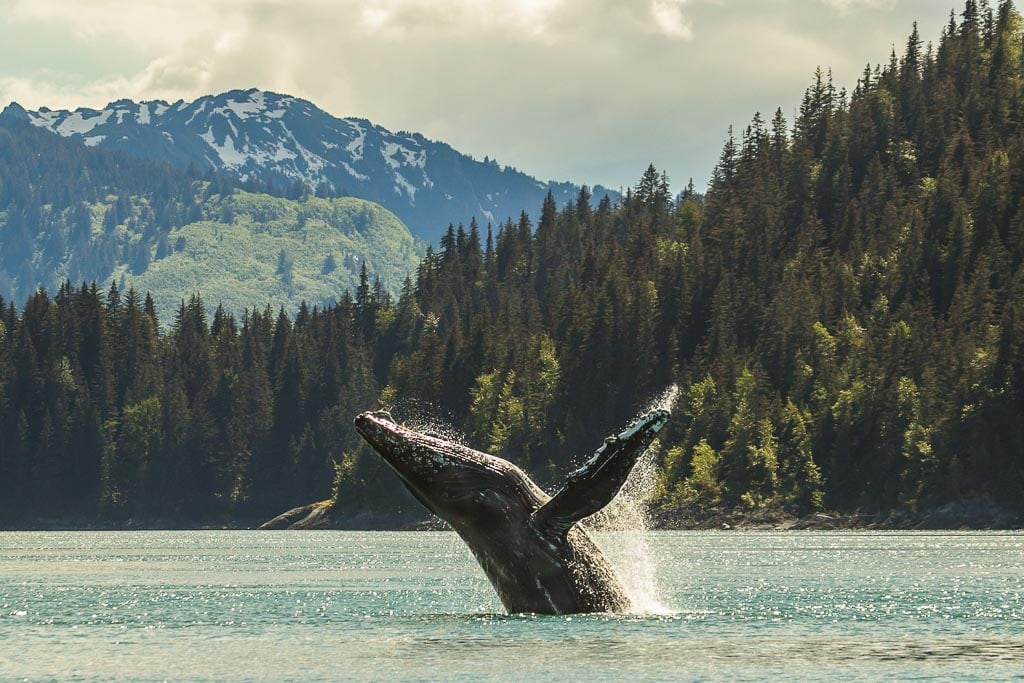 Humpback whale breaching in Glacier Bay National Park - Image credit NPS Sean Neilson