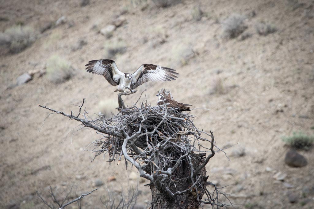 Osprey nest near Mammoth Hot Springs, Yellowstone National Park