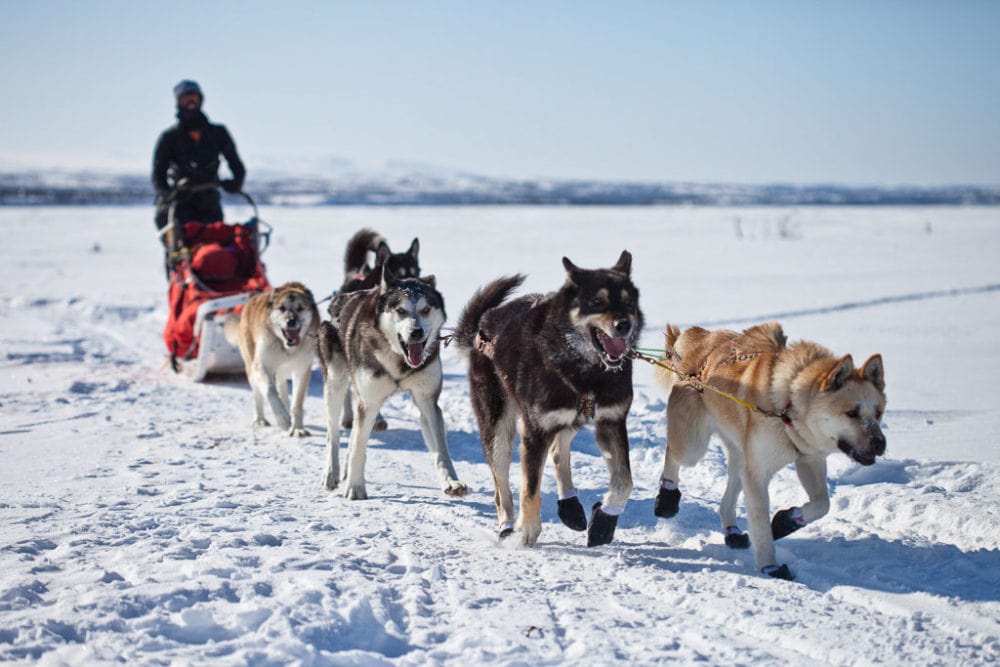 Team of Denali National Park sled dogs - Image credit NPS Jacob W. Frank