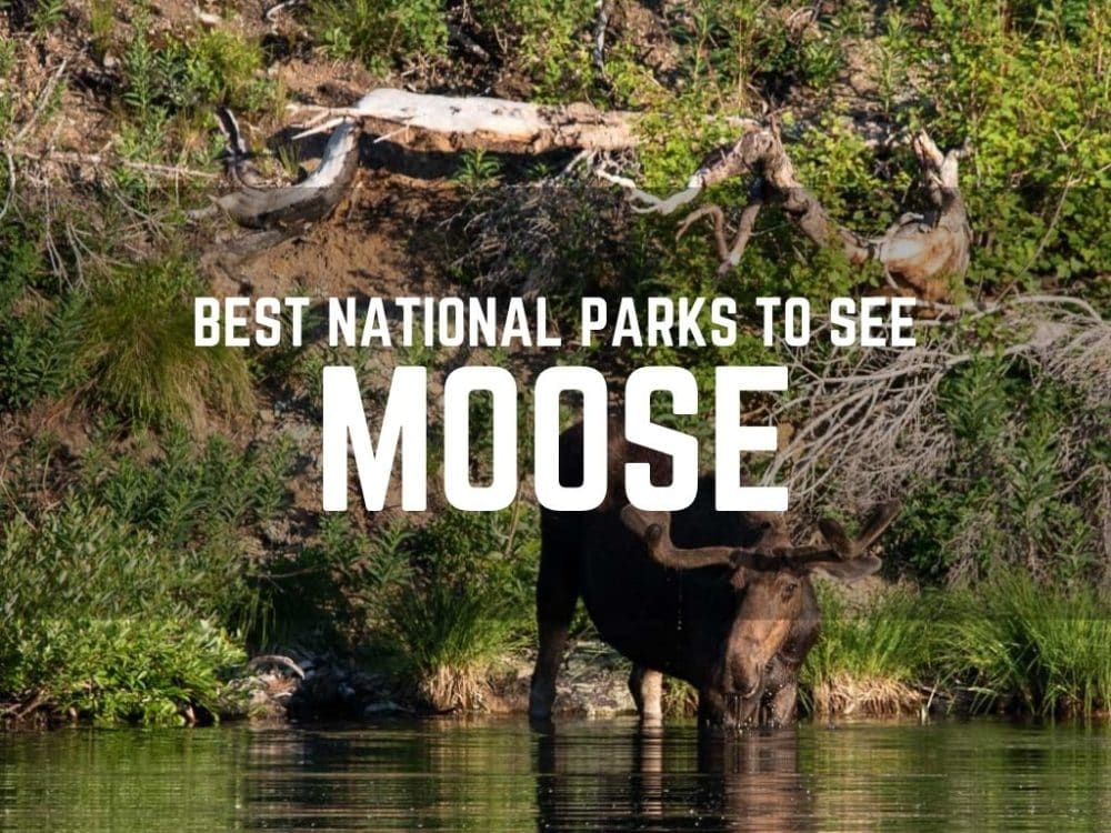 Wildlife National Parks - Moose