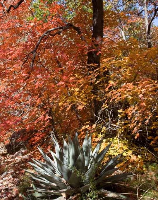 Fall colors in Guadalupe Mountains National Park, Texas - Image credit NPS