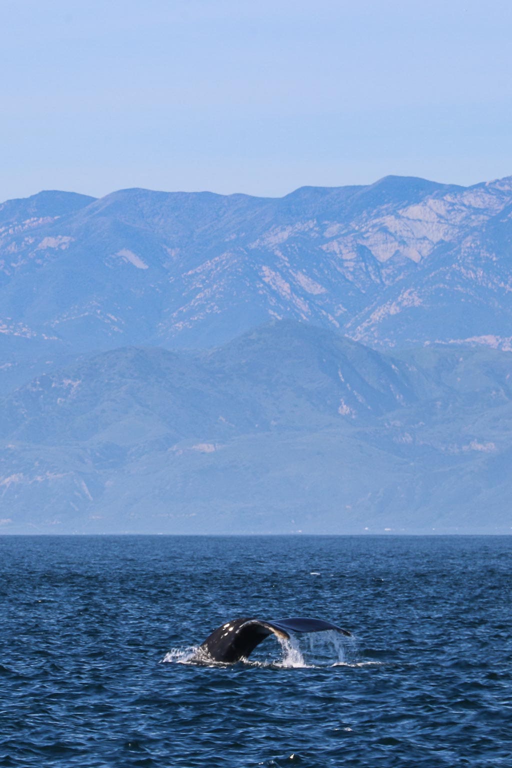 Humpback whale, Channel Islands National Park