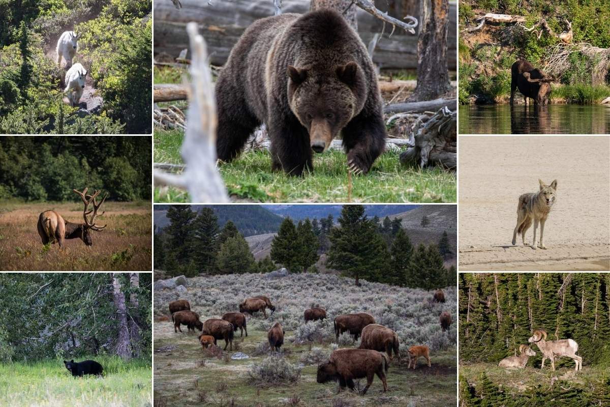 14 Iconic Mammals of the . National Parks - The National Parks Experience