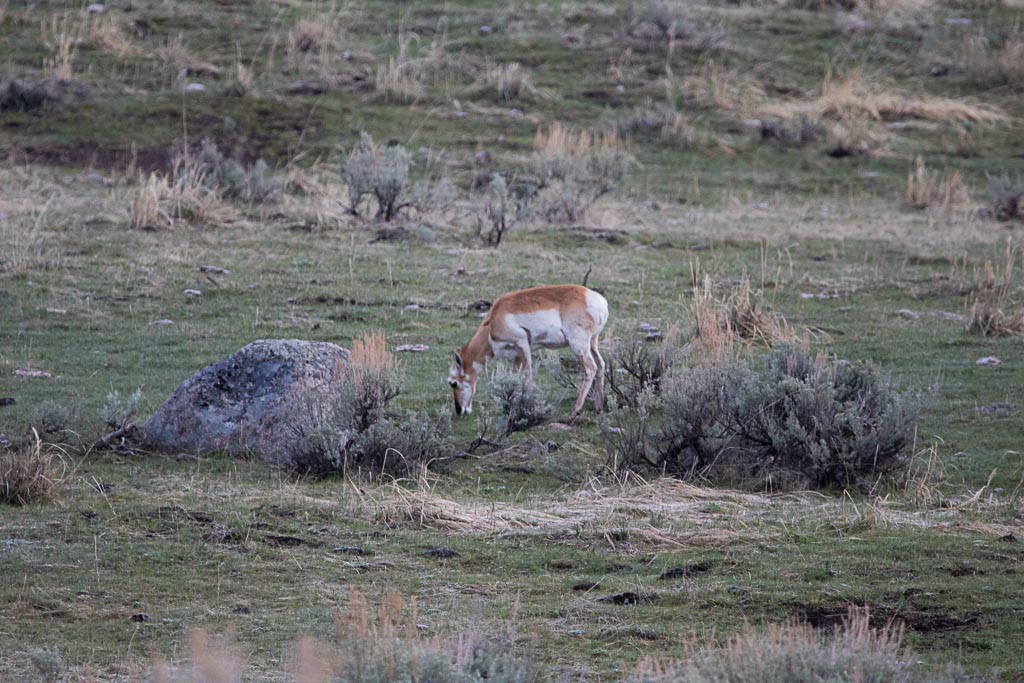Pronghorn at Tower-Roosevelt in Yellowstone National Park