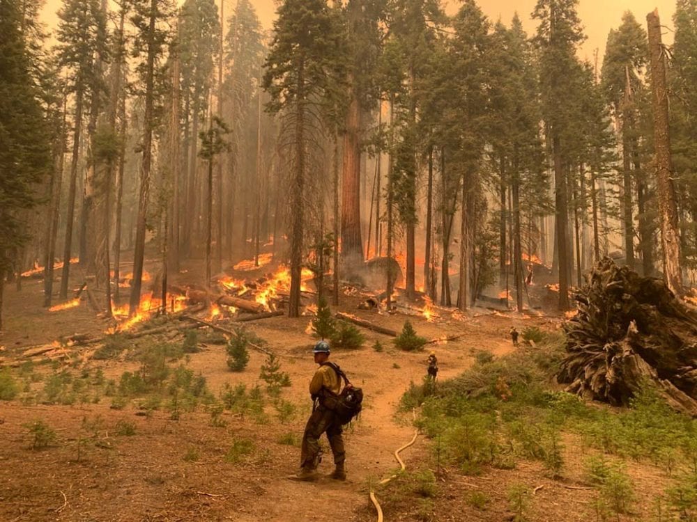 KNP Complex Fire near Giant Forest burns large giant sequoias in 2021 - Image credit NPS Thomas Chavez