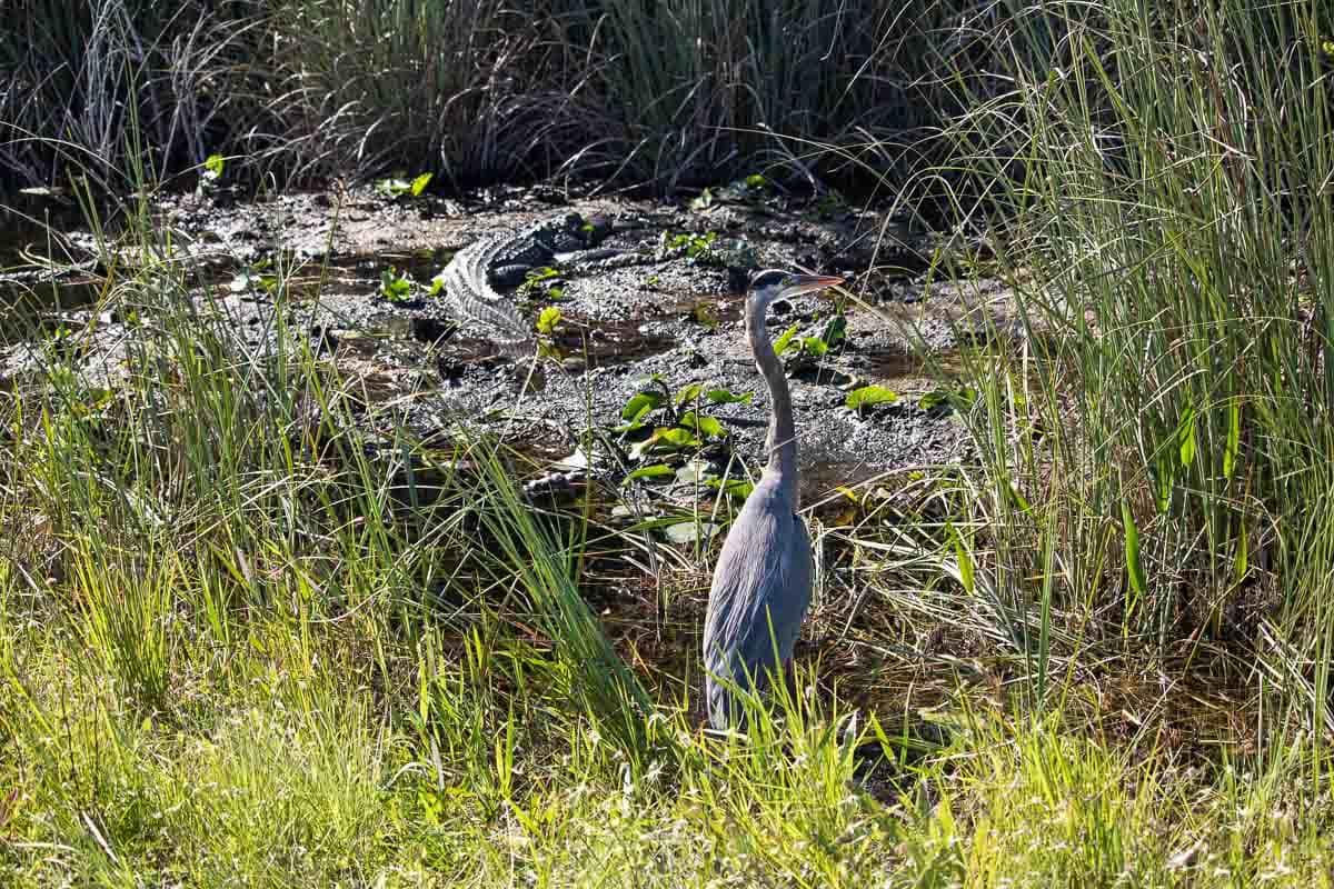 Alligator and great blue heron on the Shark Valley Tram Road in Everglades National Park