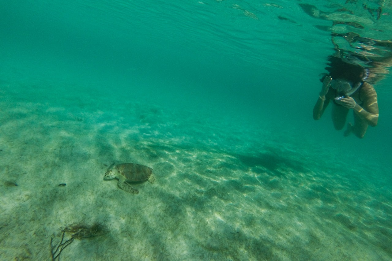 Snorkeler and green sea turtle in Salt Pond Bay, Virgin Islands National Park
