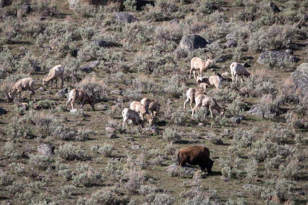 Bighorn sheep and American bison in the Lamar Valley, Yellowstone National Park