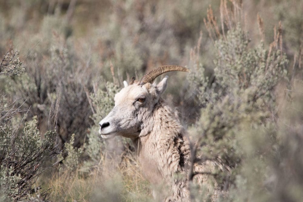 Bighorn sheep in Lamar Valley, Yellowstone National Park, Wyoming