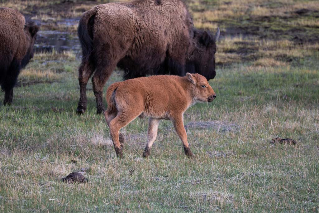 Bison and calf in the Lamar Valley, Yellowstone National Park