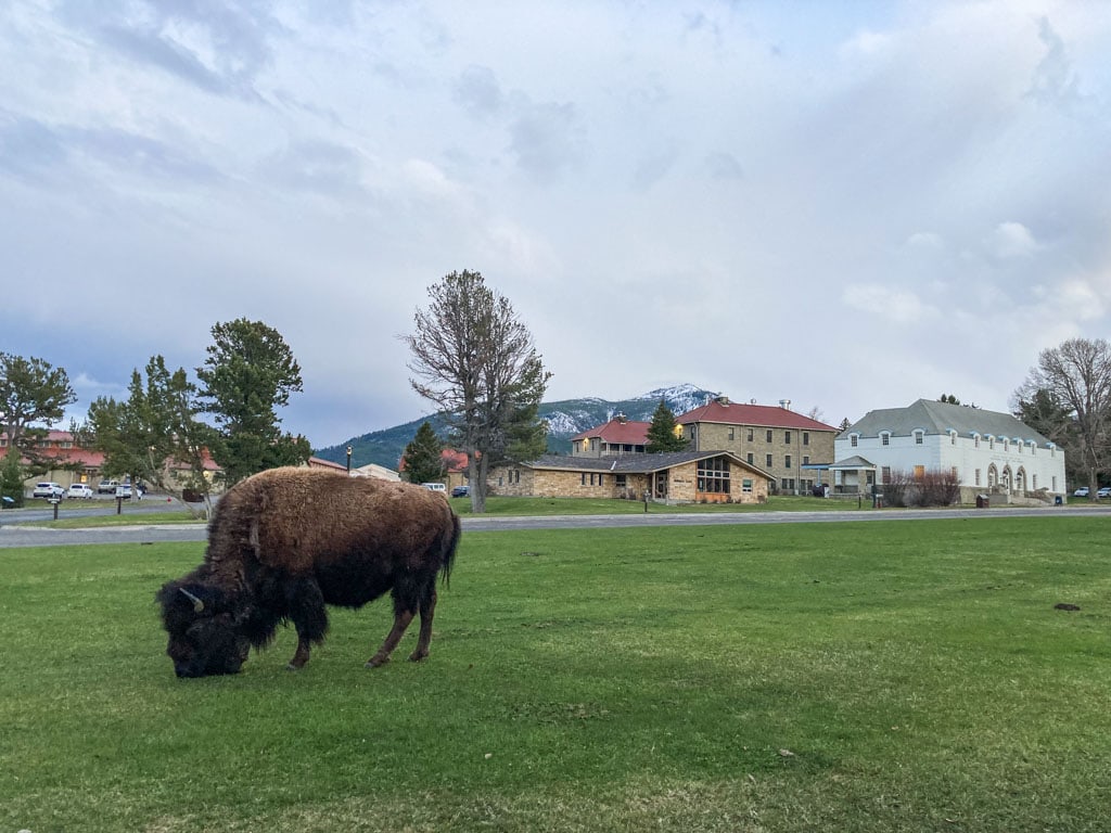 Bison at Mammoth Hot Springs, Yellowstone National Park