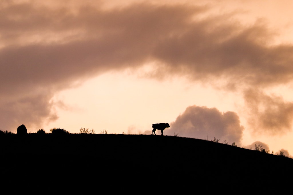 Bison calf at sunset near Mammoth Hot Springs, Yellowstone