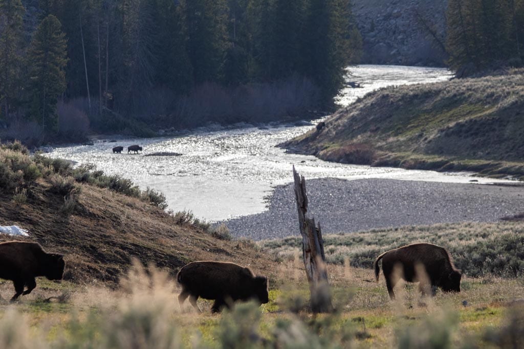 Bison crossing Lamar River in Lamar Valley, Yellowstone National Park