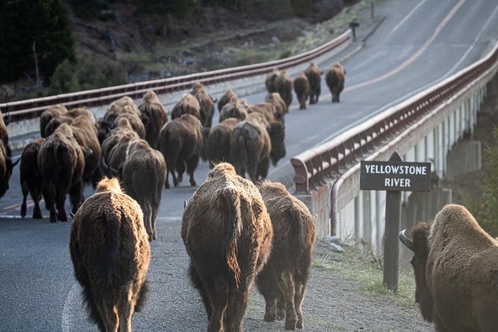 Bison crossing Yellowstone River bridge, Tower-Roosevelt, Yellowstone National Park