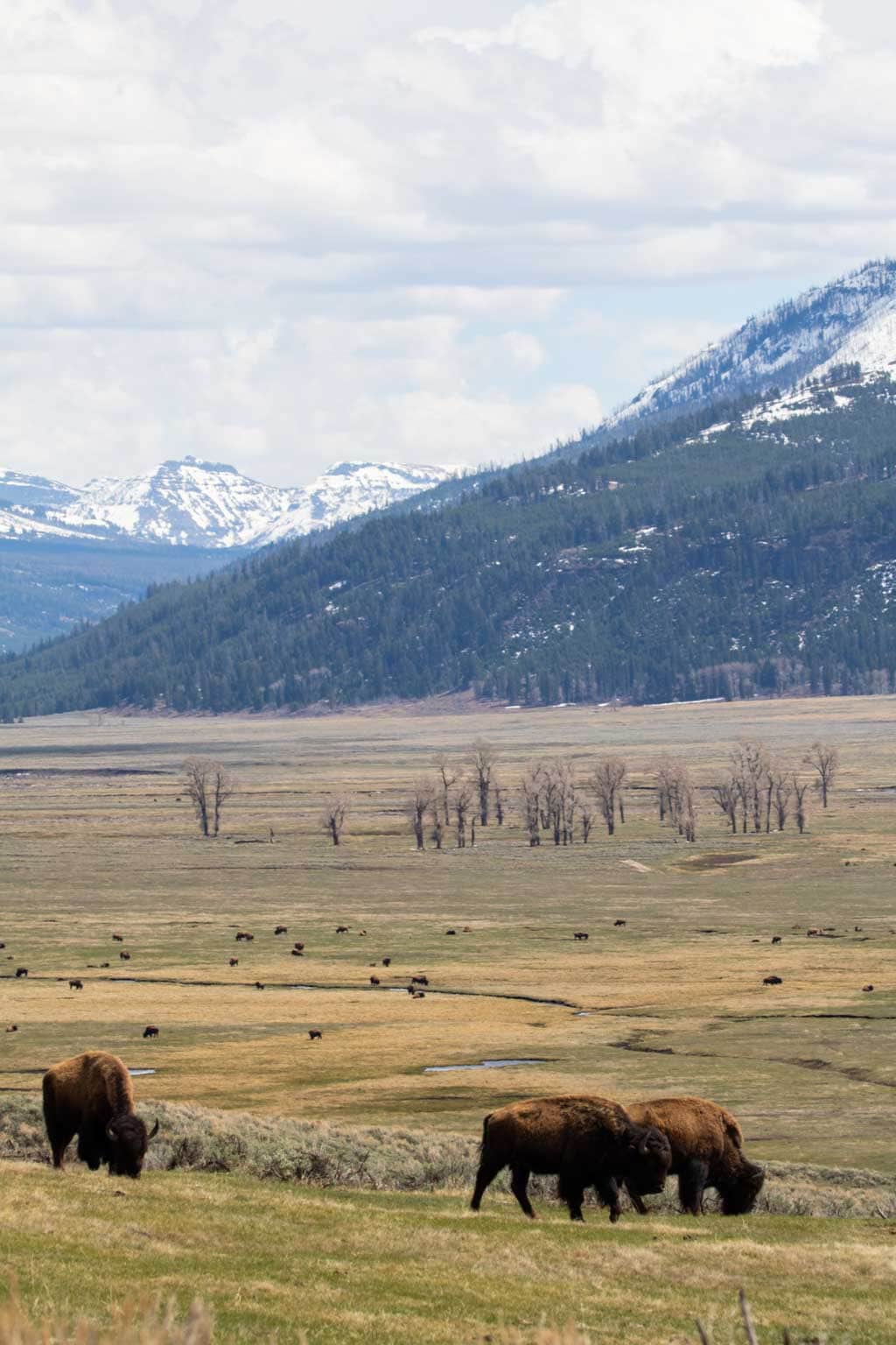 Bison herd in Lamar Valley of Yellowstone National Park