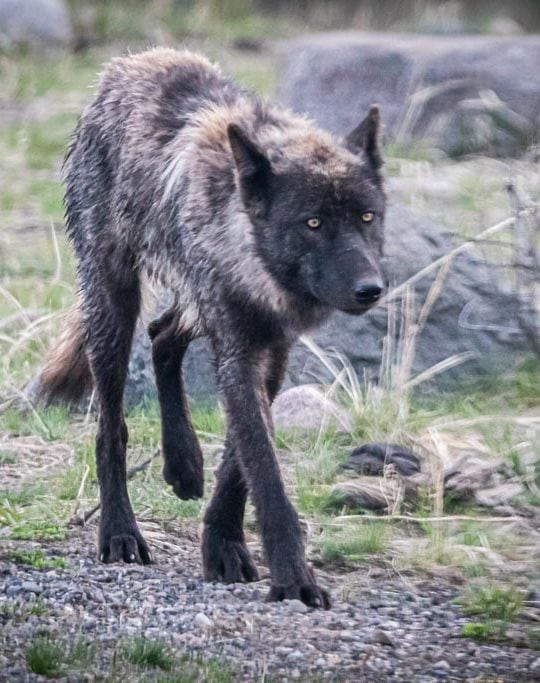 Black wolf in the Lamar Valley, Yellowstone National Park, Wyoming