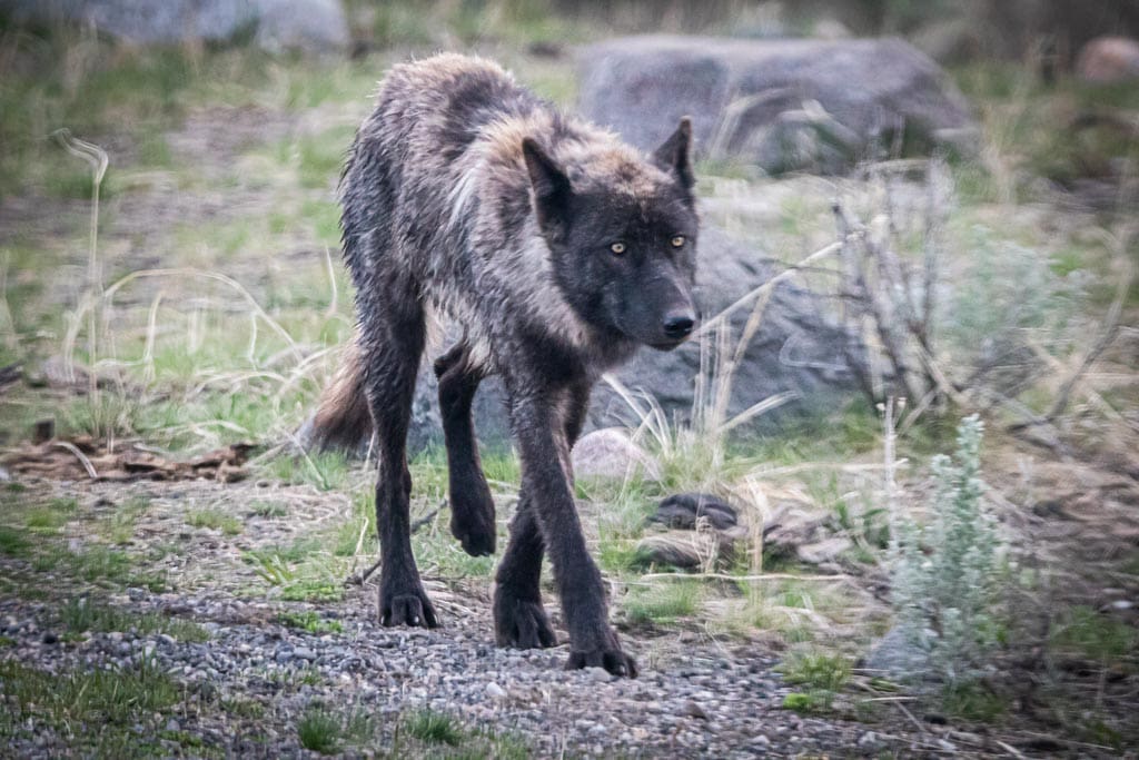 Black wolf in the Lamar Valley, Yellowstone National Park, Wyoming