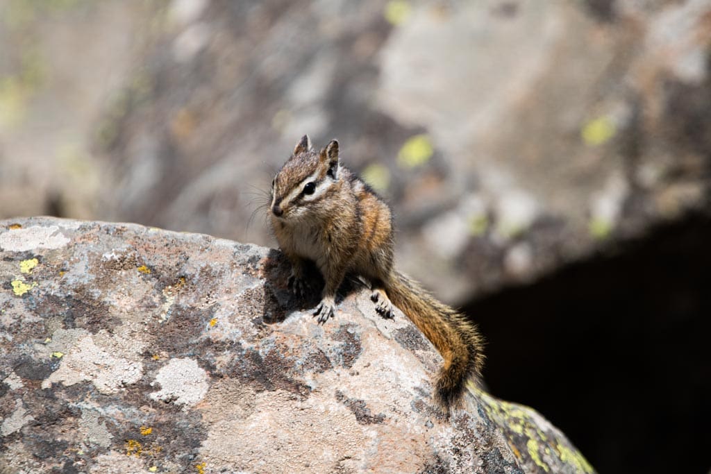 Chipmunk at Sheepeater Cliff, Yellowstone National Park