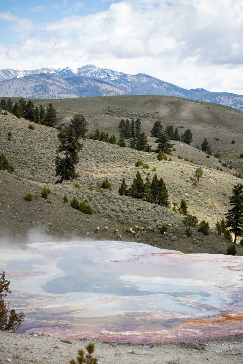 Palette Spring with elk at Mammoth Hot Springs, one of the best places for wildlife viewing in Yellowstone National Park