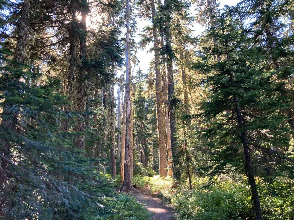Forest scenery on the Elk Meadows Trail, Mount Hood National Forest, Oregon