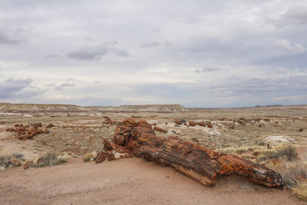 Giant Logs Trail in Petrified Forest National Park