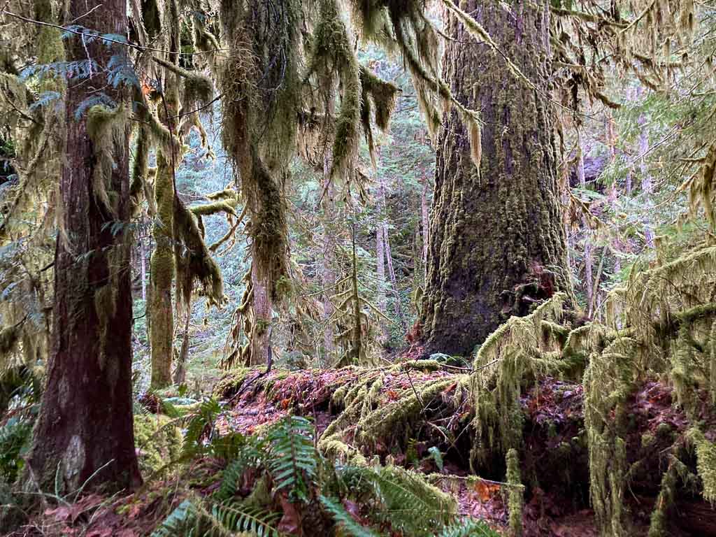 Moss-draped trees in the rain forest on the Old Salmon River Trail, Mt. Hood National Forest, Oregon