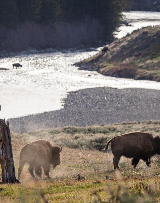Bison crossing the Lamar River in Yellowstone National Park, Wyoming