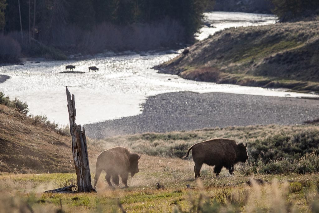 Bison crossing the Lamar River in Yellowstone National Park, Wyoming
