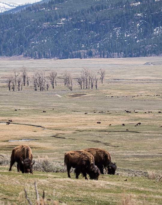 Bison grazing in the Lamar Valley of Yellowstone National Park