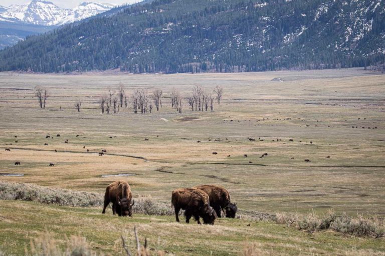 Bison grazing in the Lamar Valley of Yellowstone National Park