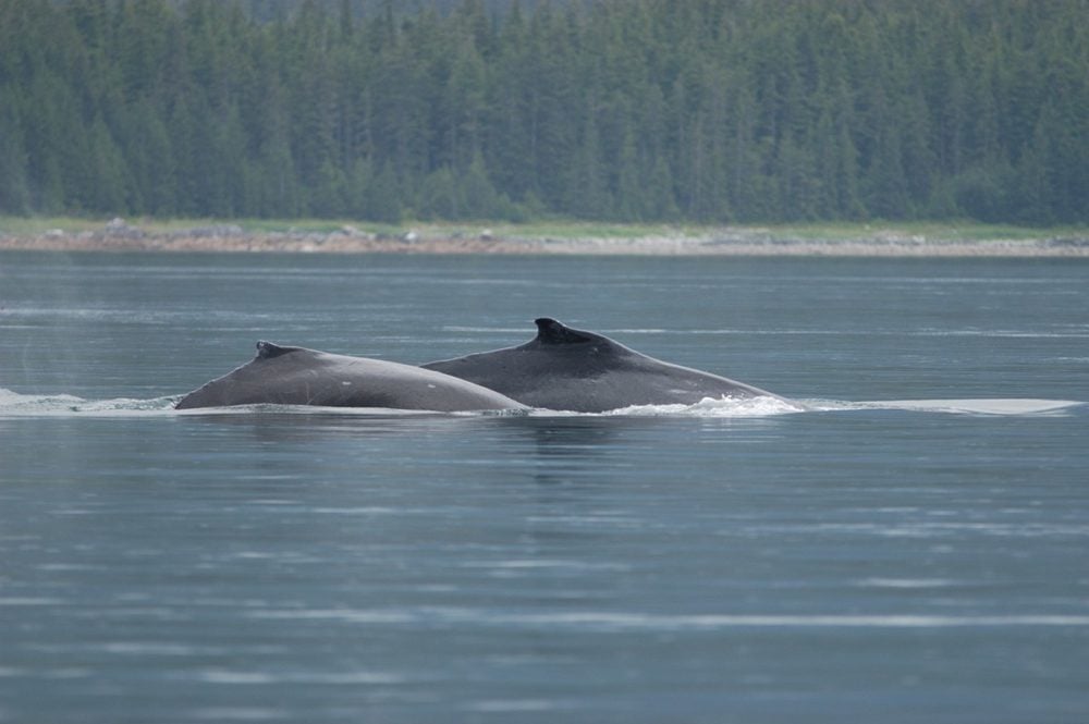 Female #1658 (right) and her calf in 2008. Very few humpback whale mothers had a calf during and after the Northeast Pacific marine heatwave. Photo credit: National Park Service photo taken under U.S. National Marine Fisheries Service scientific research permit #945-1776-01. Photo by J. Neilson