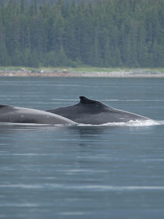 Female #1658 (right) and her calf in 2008. Very few humpback whale mothers had a calf during and after the Northeast Pacific marine heatwave. Photo credit: National Park Service photo taken under U.S. National Marine Fisheries Service scientific research permit #945-1776-01. Photo by J. Neilson