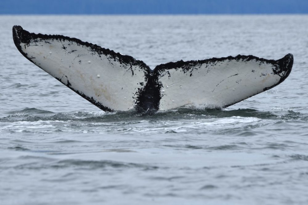 The shape and markings on humpback whale flukes are as unique as a fingerprint, allowing researchers to the movements and behavior of individuals over decades. Catalog number #1293 is shown here. Photo credit: National Park Service photo taken under U.S. National Marine Fisheries Service scientific research permit #21059 Photo by J. Neilson