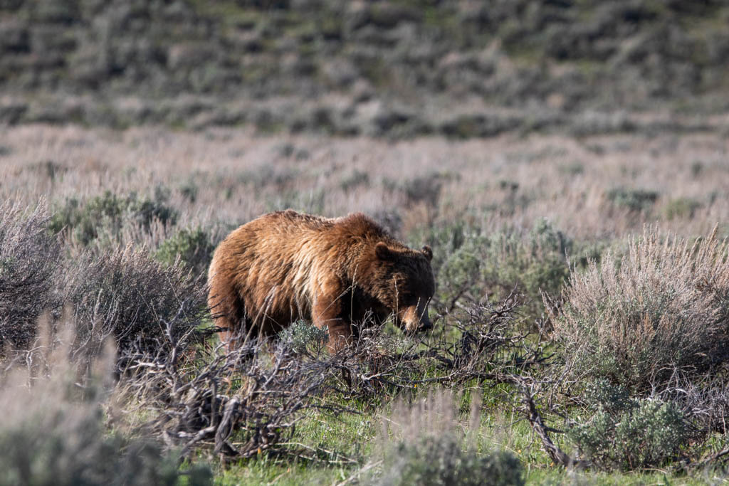 Grizzly bear 399 in Grand Teton National Park, Wyoming
