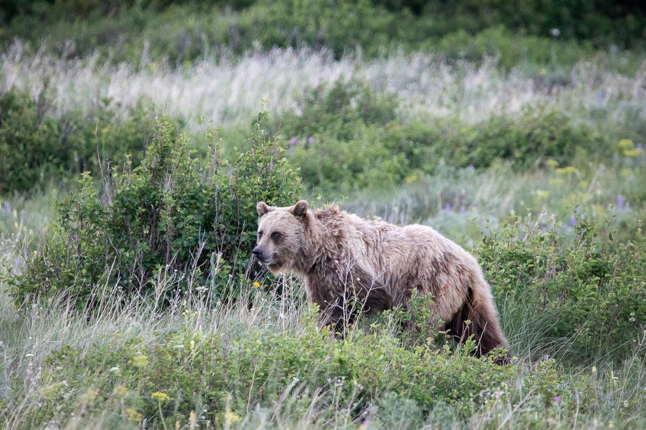 Grizzly bear in Swiftcurrent Valley at Many Glacier, Glacier National Park
