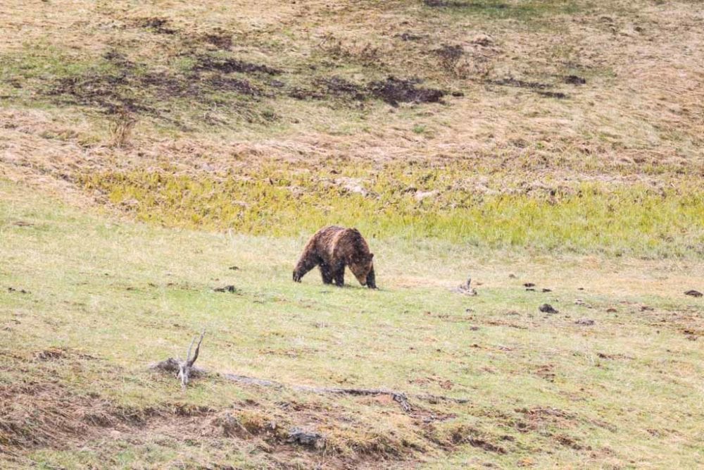 Grizzly bear near Norris, Yellowstone National Park