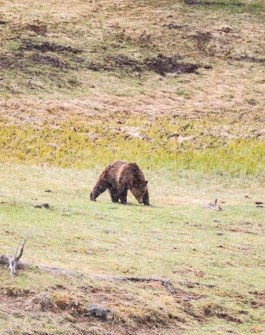 Grizzly bear near Norris, Yellowstone National Park