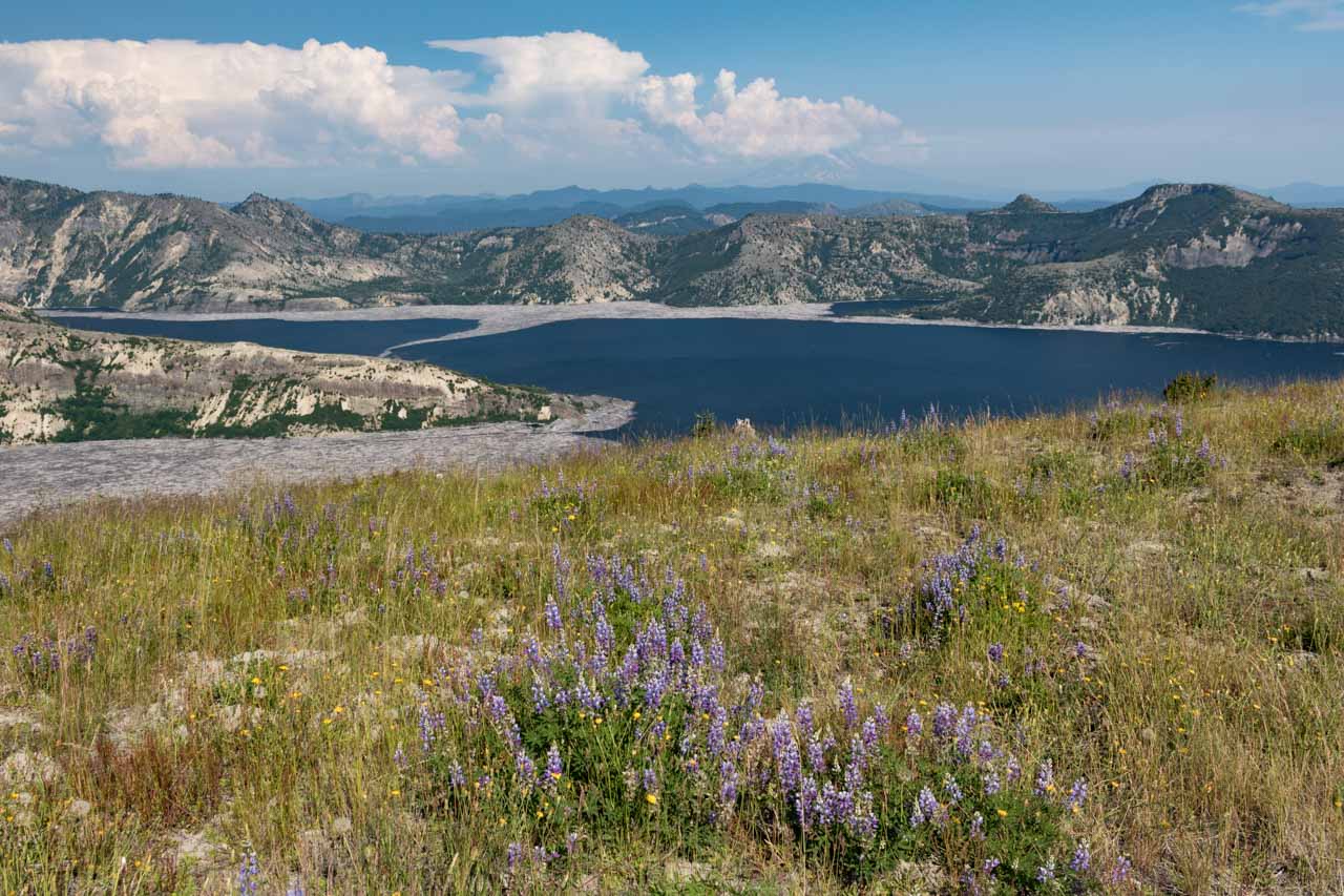 Wildflowers, Mount Adams and Spirit Lake in Mount St. Helens National Volcanic Monument, Washington
