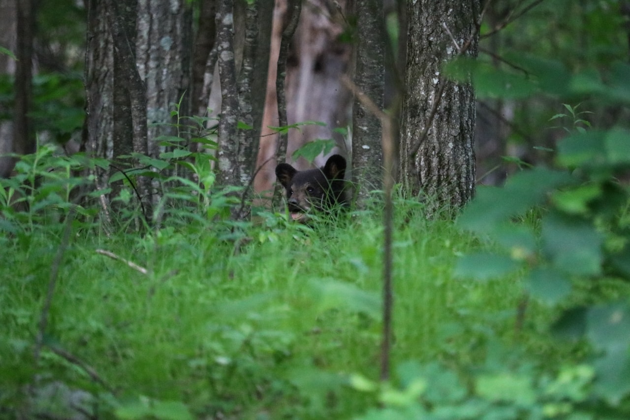 Black bear cub on Skyline Drive near Big Meadows, Shenandoah National Park