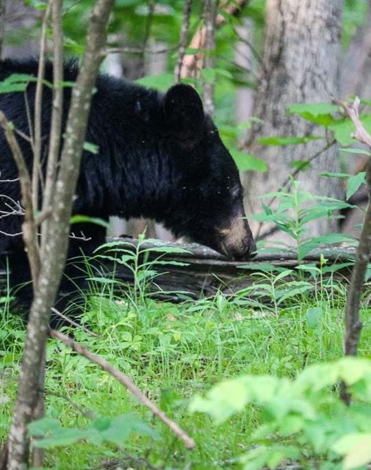 Black bear in the woods of Shenandoah National Park