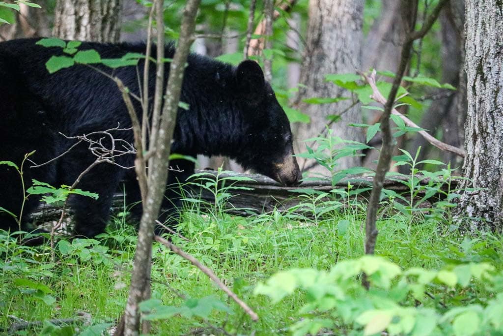 American Black Bear - Shenandoah National Park (U.S. National Park Service)