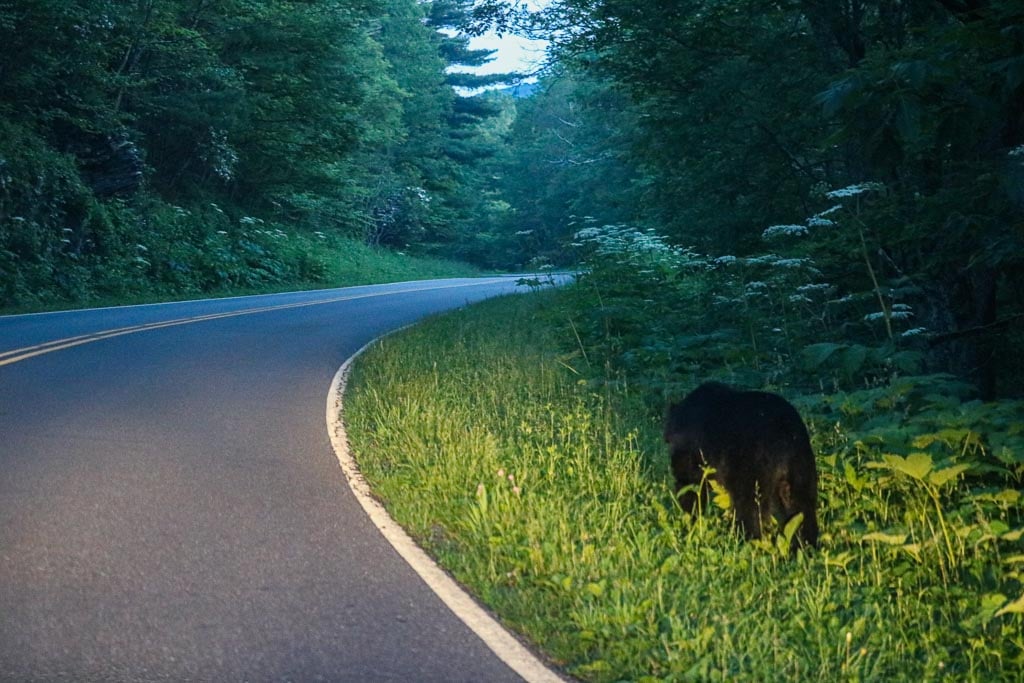 Black bear on roadside on Skyline Drive, Shenandoah National Park