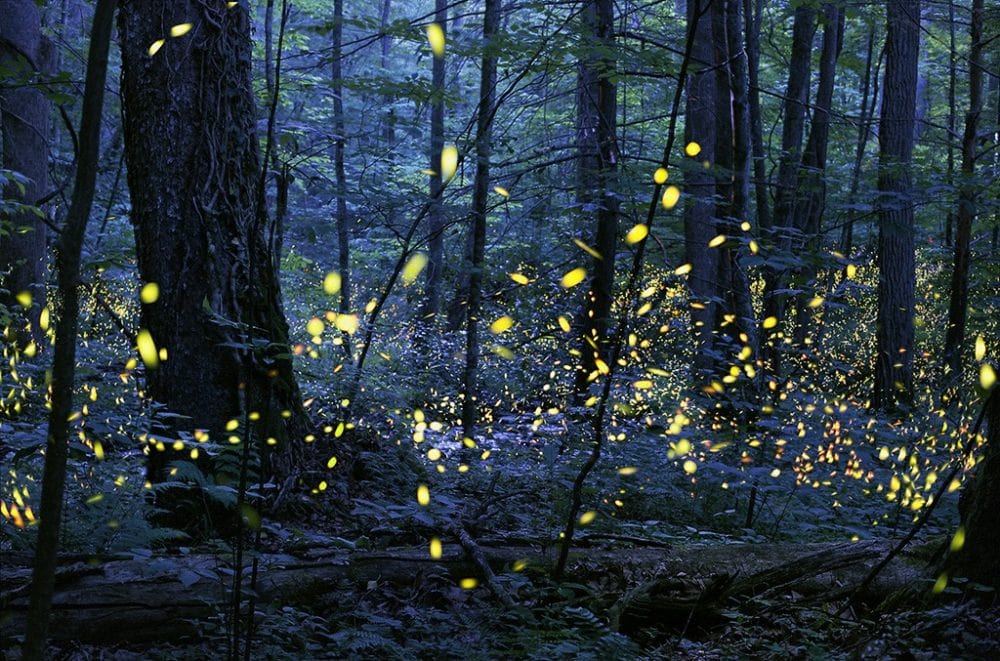 Great Smoky Mountains Synchronous Fireflies in Spring at Elkmont - Photo Credit: NPS / Radim Schreiber