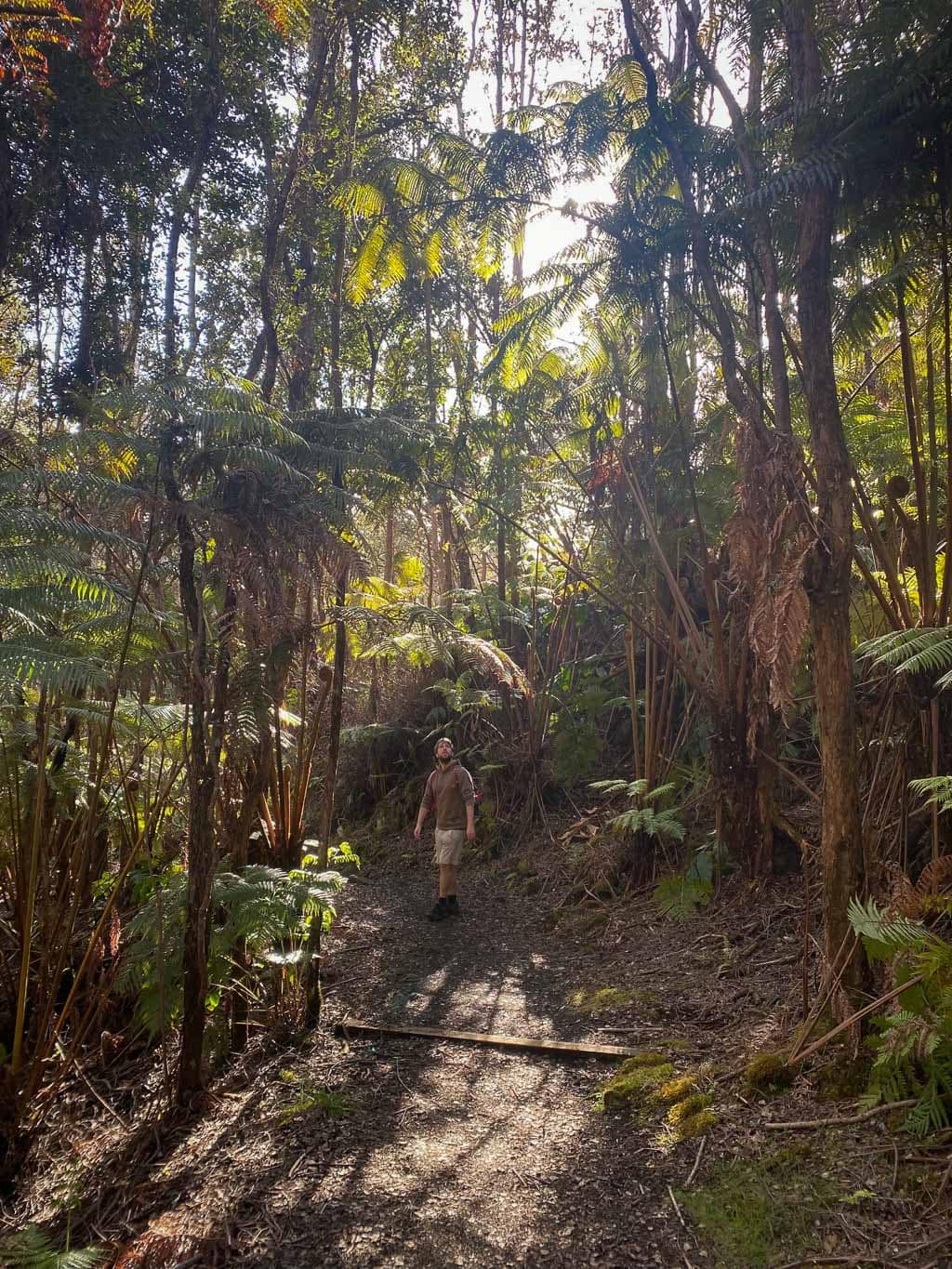 Halema‘uma‘u Trail rain forest hiker in Hawai'i Volcanoes National Park