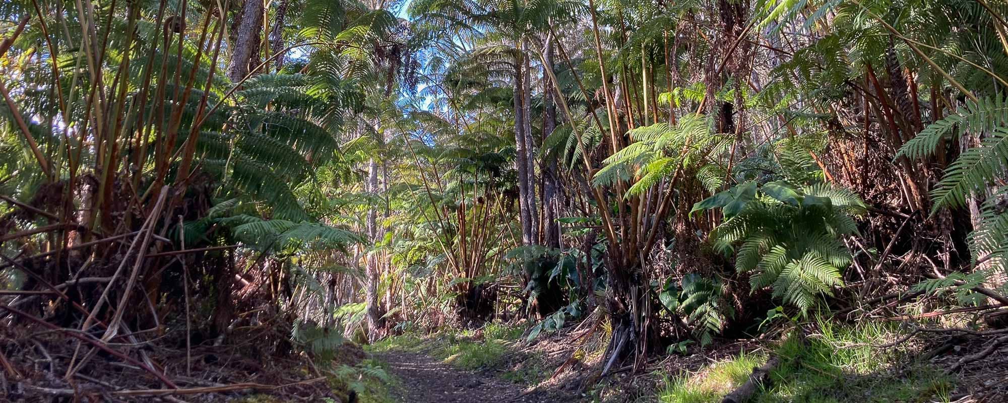 Halema‘uma‘u Trail through tropical rain forest in Hawai'i Volcanoes National Park, Big Island