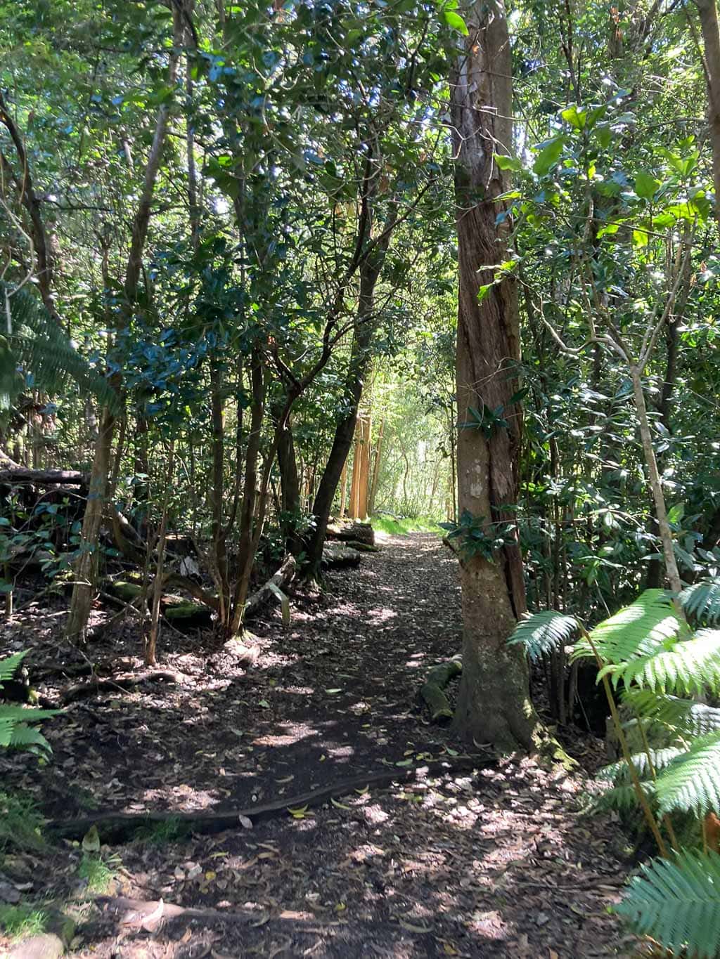 Kīpukapuaulu Trail on Mauna Loa Road in Hawai‘i Volcanoes National Park, Hawaii